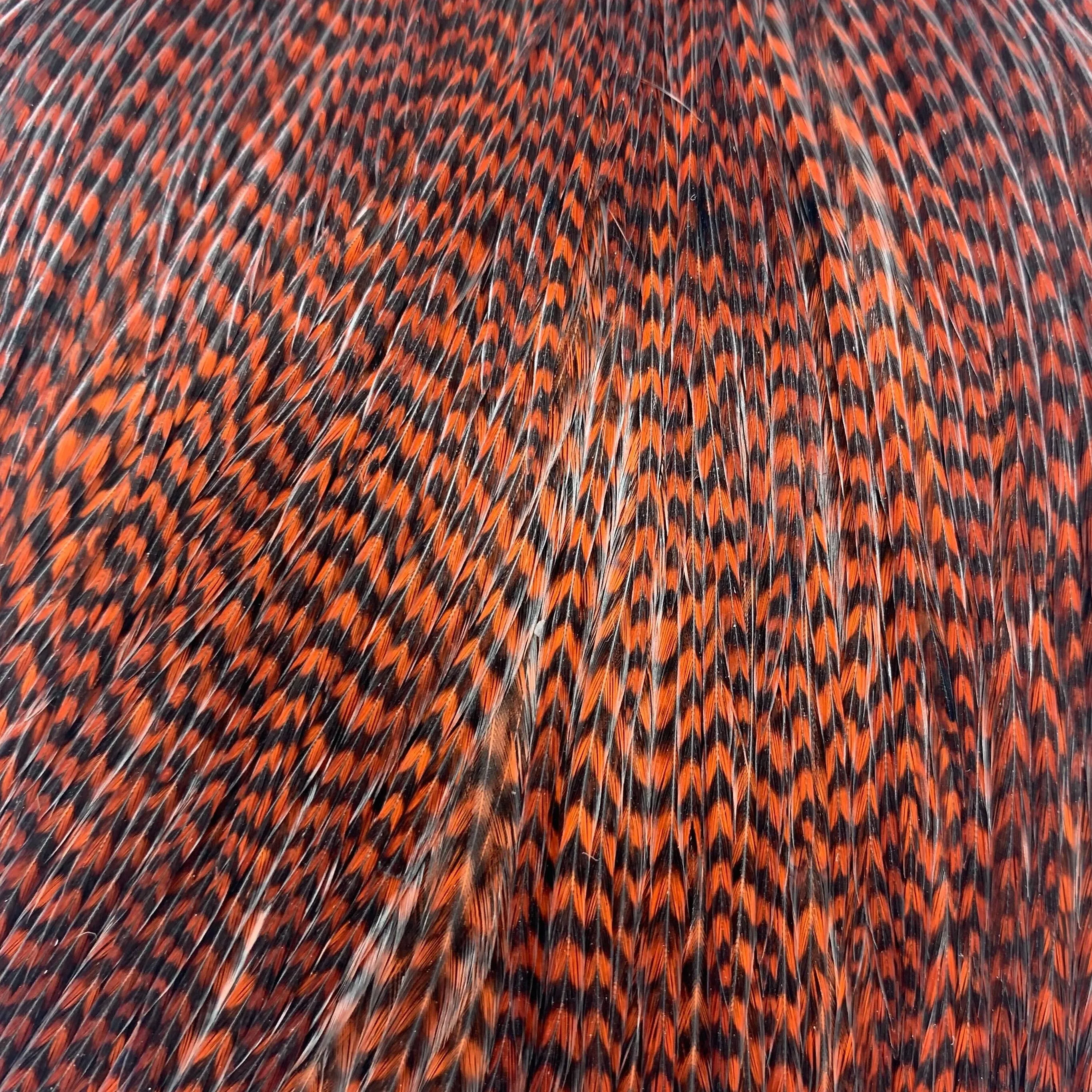 Keough Tyer's Grade Cape