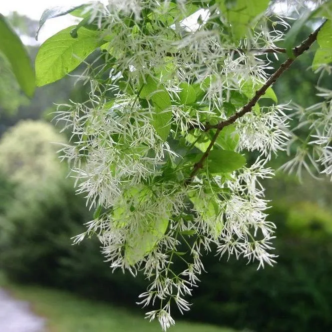 White Fringe Tree