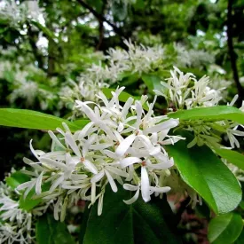 White Fringe Tree